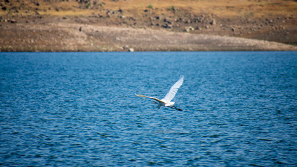 Little Egret Egretta garzetta Bird flying on lake