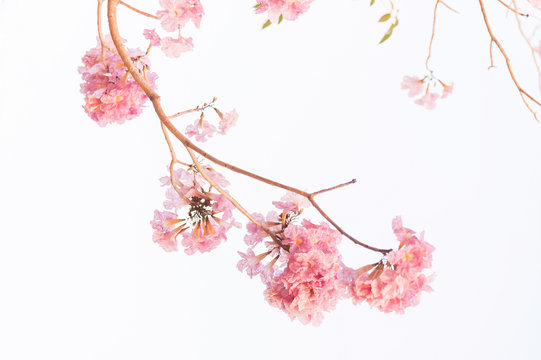 Close-up of Tabebuia rosea pink trumpet flower or "Chompoo Pantip" at Kasetsart University, Thailand.Pink​ flower Chompoo​ Pantip​ blossom, Pink​ trumpet​ tree​ in​ white background