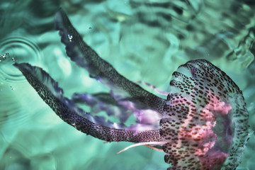 Jellyfish swimming in the sea