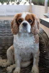 english cocker spaniel