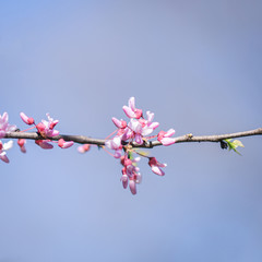 Spring and flower