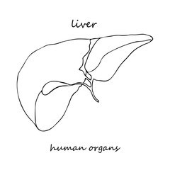 Liver. Realistic hand-drawn icon of human internal organs. Line art. Sketch style. Design concept for your medical projects post viral rehabilitation posters, tattoos.