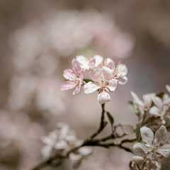 Spring and flower