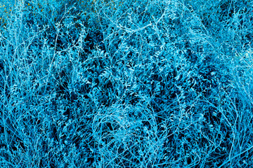 Colorful bush on a background. 