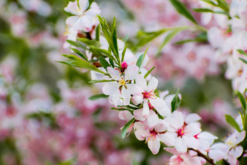 A field of blossoming almond trees. Shallow depth of field