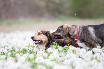 Dogs in magic dandelion meadow.