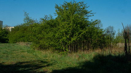 Drzewa i krzewy © Bernadeta