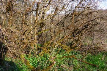Moosbewachsene Sträucher auf dem Waiberla