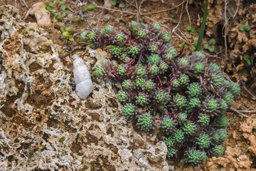 pianta di Sedum sp. su roccia calcarea