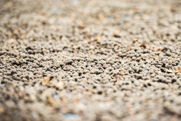 Coffee beans drying in the sun.