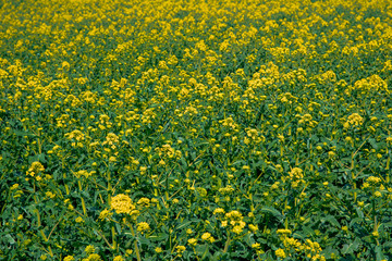 Obraz premium flowering oilseed rape in the field, oil production plant