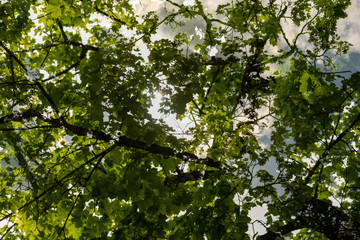 Fototapeta premium green leaves in the sun