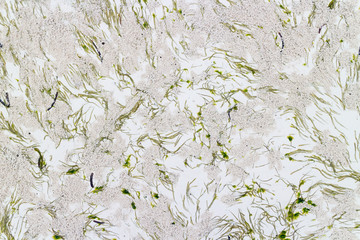 Abstract seaweed pattern on the beach sand. © kasto