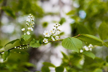 Flowering bird cherry branch blurred background