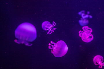 Obraz na płótnie Canvas jelly fish in the aquarium