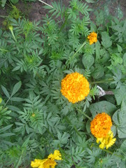 flowers close up