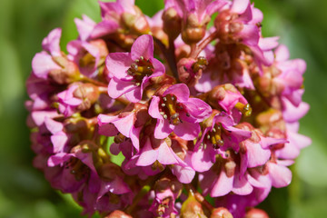 Bright Bergenia, known also as Bergenia cordifolia - cone-shaped flowers with green leaves on background. Pink flowers close up. 