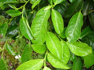 fresh green Tea leaves