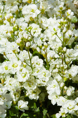 Arabis caucasica flowers. White arabis caucasica flowers in the garden, close up