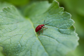 The scarlet lily beetle Lilioceris lilii, or red leaf lily beetle, Crete  sitting on a leaf, close-up