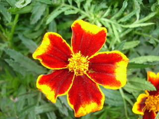 Red and yellow flower