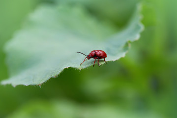 The scarlet lily beetle Lilioceris lilii, or red leaf lily beetle, Crete  sitting on a leaf, close-up