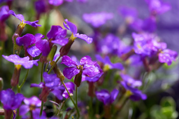 Flowerbed of Aubrietia. Aubrieta flowers with water drops growing outdoors after the rain.  Flower carpet in the garden