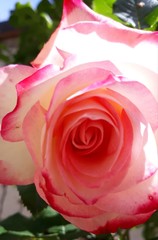 pink rose with water drops