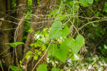 An ivy plant entangled in a wire fence 