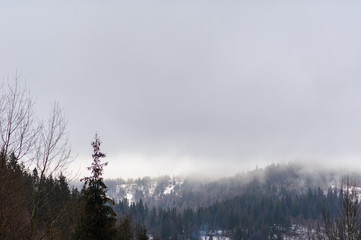 Winter forest covered in snow. Foggy weather. Bad visibility.