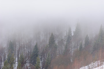 Winter forest covered in snow. Foggy weather. Bad visibility.