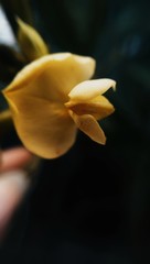 close up view of a yellow colored flower 