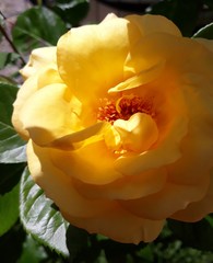 yellow rose 2