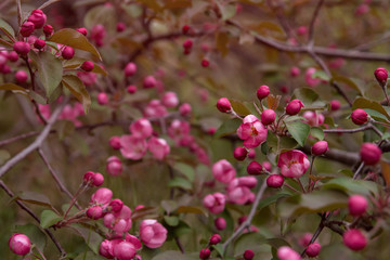 Fototapeta na wymiar Pink flowers of decorative apple tree copy space. Buds of apple blossoms