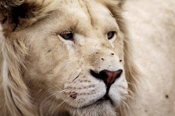 Close-up Of Lioness