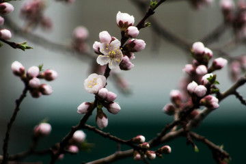 Macrophotography of cherry blossoms. Delicate pink flowers with stamens covered with water droplets