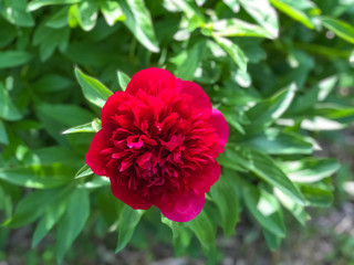 red peony flower across green leaves and bush close-up top view. Spring background. Copy space. Macro flower