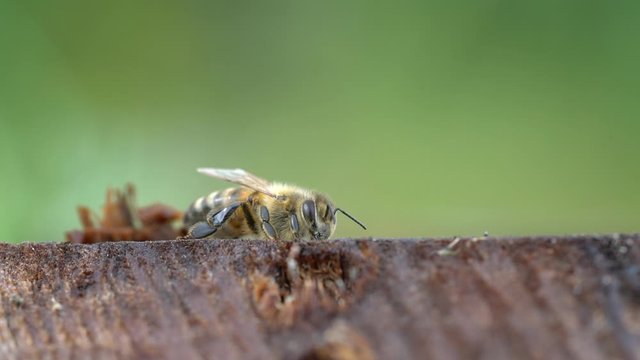 Close-up of a honey bee on a piece of wood
