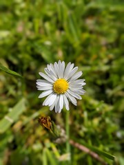 Fototapeta premium white daisy flower
