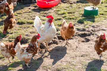Artgerechte Tierhaltung in Schleswig-Holstein. Frei laufende Hühner auf einer Wiese in Moorsee bei...