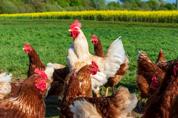 Artgerechte Tierhaltung in Schleswig-Holstein. Frei laufende Hühner auf einer Wiese in Moorsee bei Kiel