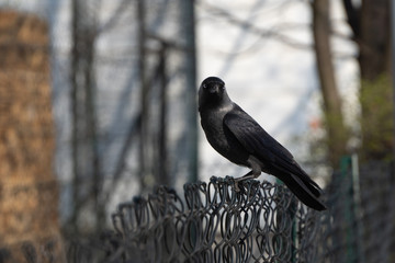 A black crow or Jackdaw with blue eyes sits on a fence and looks at the camera. Keeps track of the prey. The silhouette of a dark bird on a blurred background.