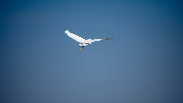 Median egret in a lake Mesophoyx intermedia Mahjhola Bagula Fly over lake in air