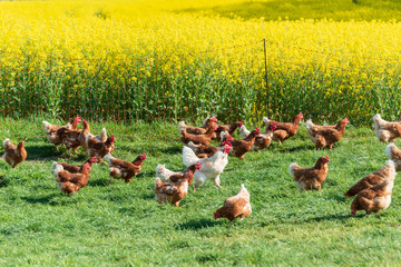 Artgerechte Tierhaltung in Schleswig-Holstein. Frei laufende Hühner auf einer Wiese in Moorsee bei...