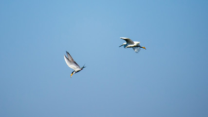 River tern and Little Egret Egretta garzetta fight for fish in air