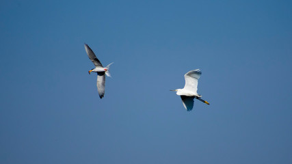 River tern and Little Egret Egretta garzetta fight for fish in air