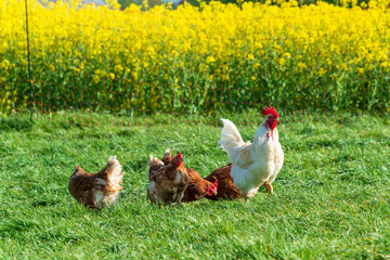 Artgerechte Tierhaltung in Schleswig-Holstein. Frei laufende Hühner auf einer Wiese in Moorsee bei Kiel