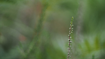Bruyère en automne, dans un fond de fougères