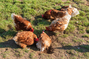 Artgerechte Tierhaltung in Schleswig-Holstein. Frei laufende Hühner auf einer Wiese in Moorsee bei Kiel