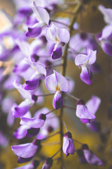 Fototapeta na wymiar purple wisteria flowers in the garden